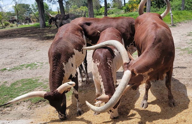Excursion au parc zoologique Africam Safari - Photo 5
