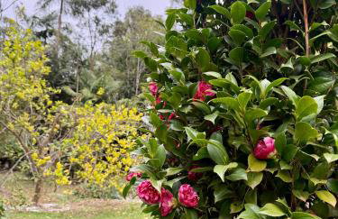 Chalé das Hortências - Parque Nacional do Caparaó - Foto 32