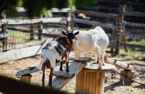 Karaiskos Agritourism Farm - Foto 15