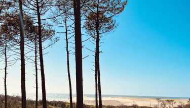 Bergerie sur Airial Landais - Foto 2