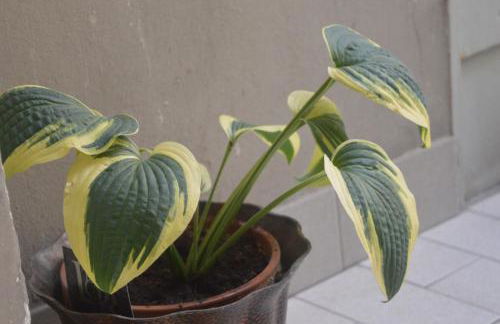 Casa Fresia - Foto 43