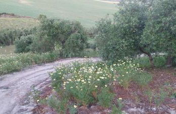 Villa Paquita - Foto 10