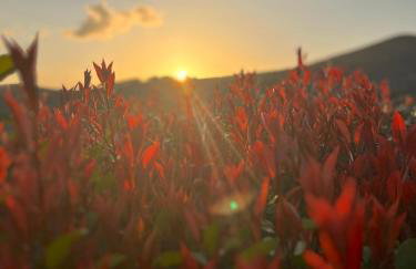 Villa Amici Apartment - Photo 23