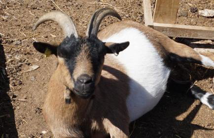 Shepherd's Watch Cottage - 5* Cyfie Farm with private hot tub - Foto 13