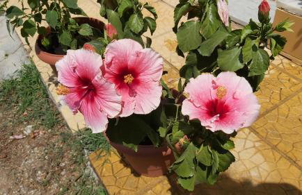 Anna's house 2 - Photo 36