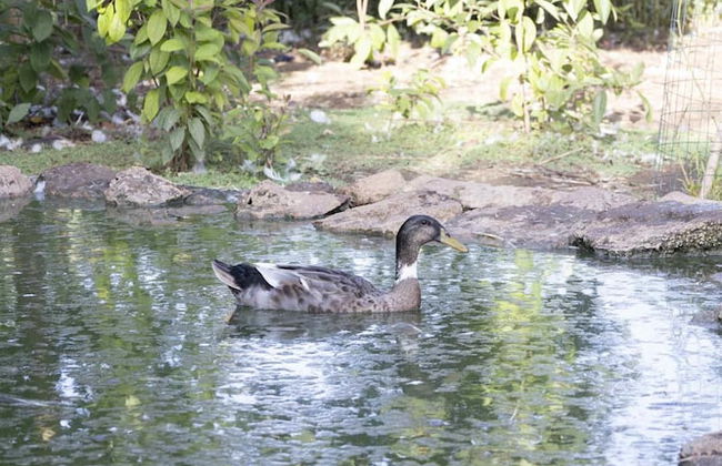 Casale Della Pergola With Cottage Sugarcane Pool - Foto 54