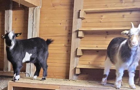 Ferienwohnung Goldfasan - Foto 29