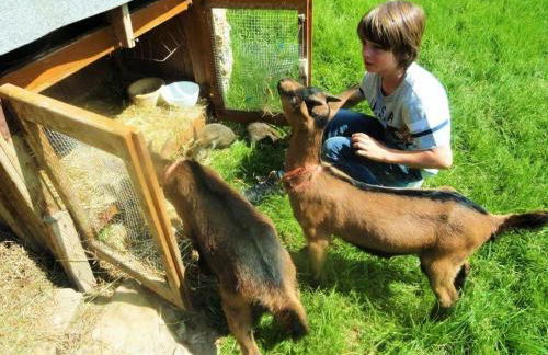 Ferienhof Almfrieden - Photo 17