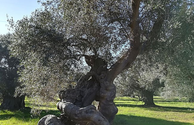 Trullo Alessandro e Villa Raffaela - Foto 59