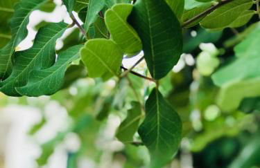 Villa Il Carrubo - Basilicata - Foto 44