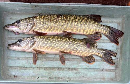 Raj na Kaszubach - Pałubicka Bór - Domy na Wynajem - Foto 57