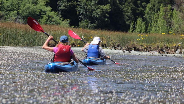 Row row row your boat