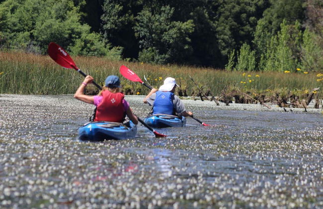 Kayaing Tour in The Valdivia River - Photo 3
