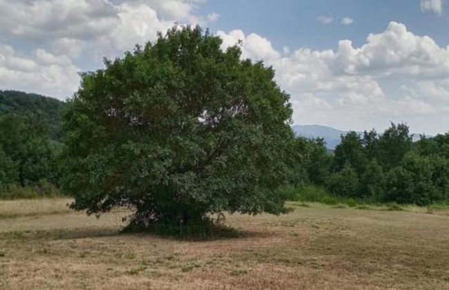Holiday Home in Pietrafitta Near Lake Trasimeno - Photo 42