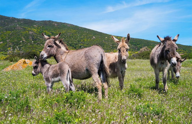 Comfortable Apartment in Porto Torres - Photo 29