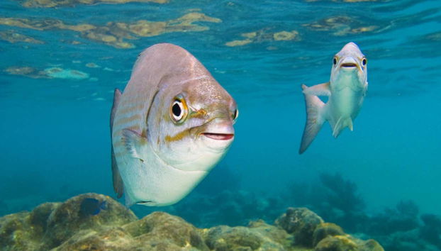 Sea Turtle Snorkeling Experience - Foto 4