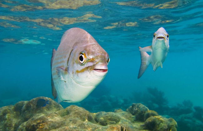 Sea Turtle Snorkeling Experience - Foto 4