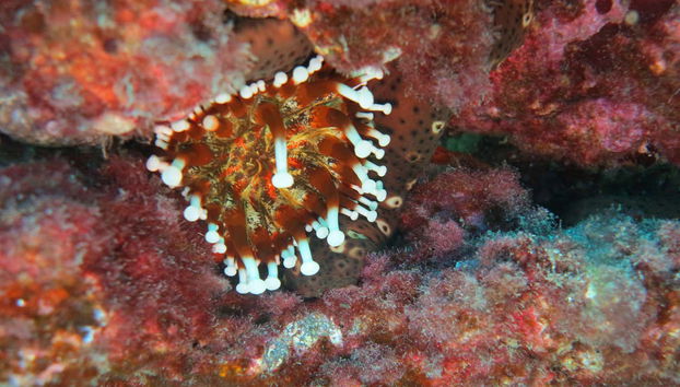 Contemplez la biodiversité marine de Dénia