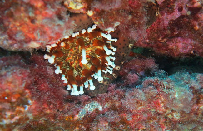 Snorkeling à Dénia - Photo 2