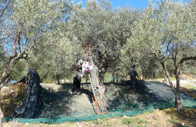 Tenuta Bartoli Maison de charme - Foto 28