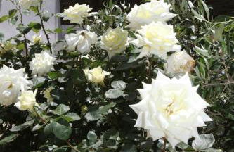 Captain's Nest - Foto 18