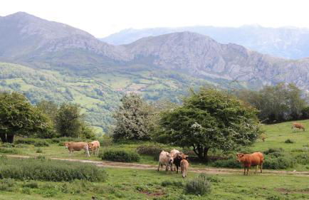 Apartamentos Rurales Balcón Real Senda del Oso - Foto 55