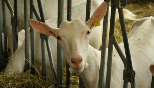 Agriturismo Les Ecureuils - Foto 4