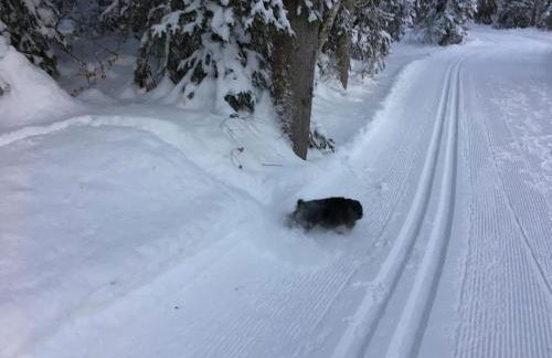Ferienhof Wäldle - Wäldle 1 und Wäldle 2 mit Motorradvermietung - Photo 15