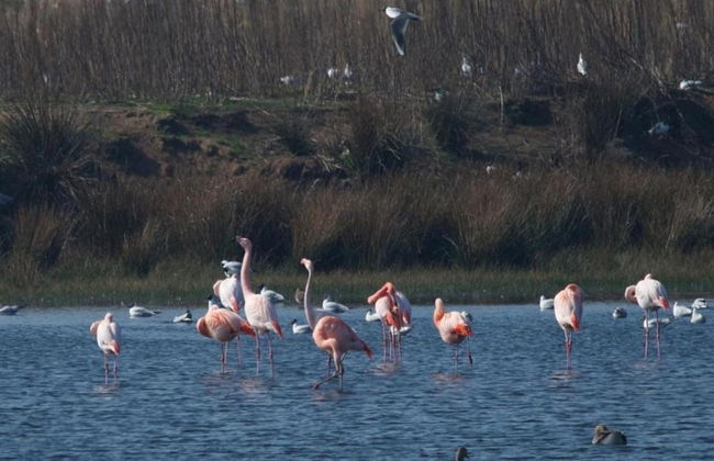 Getaway With Garden in Gelderland - Foto 33