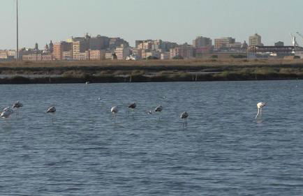 Il Violoncello - Foto 28