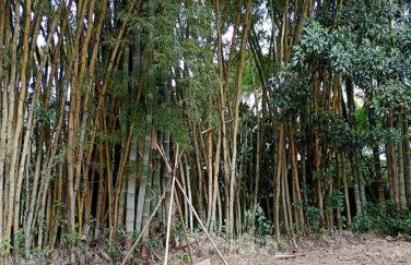 Estúdio Raiz da Mata - Foto 6