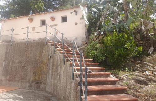 Fico d'india - Foto 18