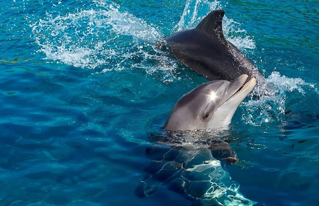 Melony Apartment - Foto 58