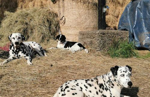 Glen Roe - 3 Bed Lodge on Friendly Farm Stay - Foto 46