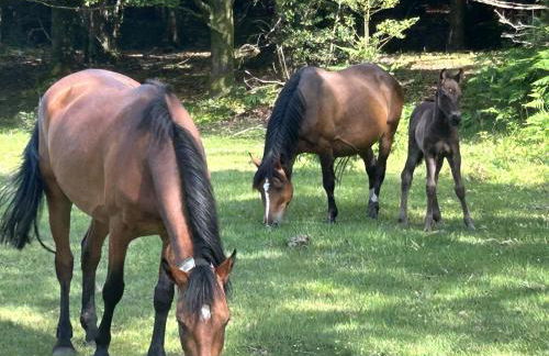 Yew Tree Cottage - Photo 42