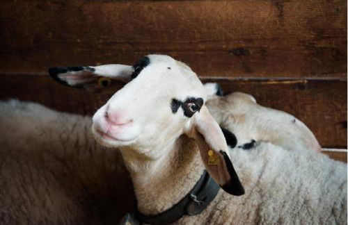 Unterplattnerhof - Photo 19