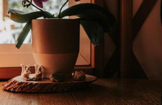 Healing Acres - Foto 18