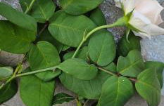 Peloponnese Hideout - Traditional stone house - Photo 80