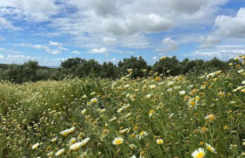 Hacienda Donaire Beas - Foto 30