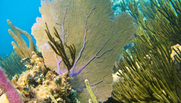 Sea Turtle Snorkeling Experience - Foto 3