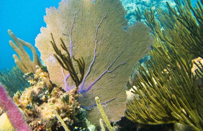 Sea Turtle Snorkeling Experience - Foto 3