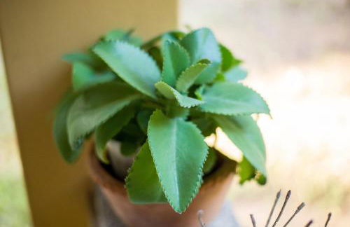 Fazenda Santa Thereza - Itapira - Foto 66