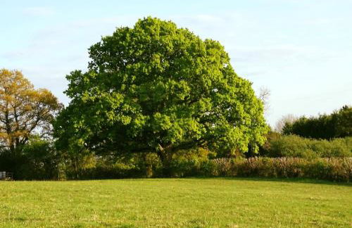 Lavender cottage - Foto 18