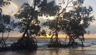 Hoste sol nascente - Foto 3