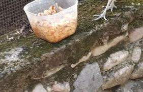 Agriturismo Andreis Alloggi - Foto 15