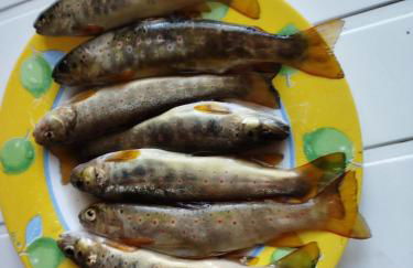 Lou camparol - Foto 13