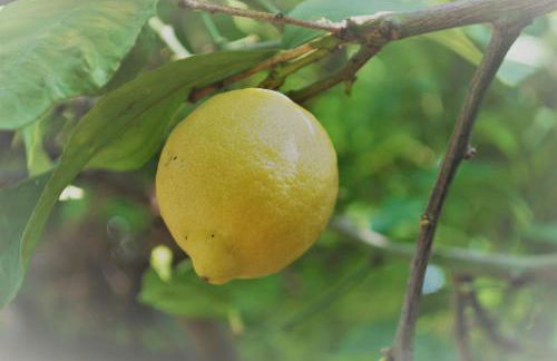 Chrisi Holiday Home - 500 sqm Private Gardens & Nature View - 300m by the sea - Photo 64