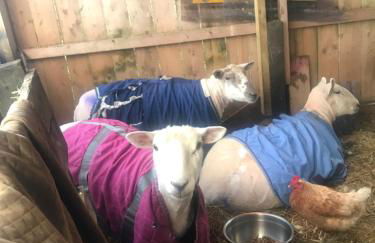 Scorrabrae Orphir Mainland Orkney South Shore Retreat - Photo 75