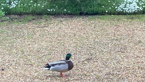 Chez Gilles et Anne - Foto 5