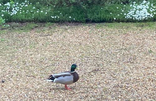 Chez Gilles et Anne - Foto 5